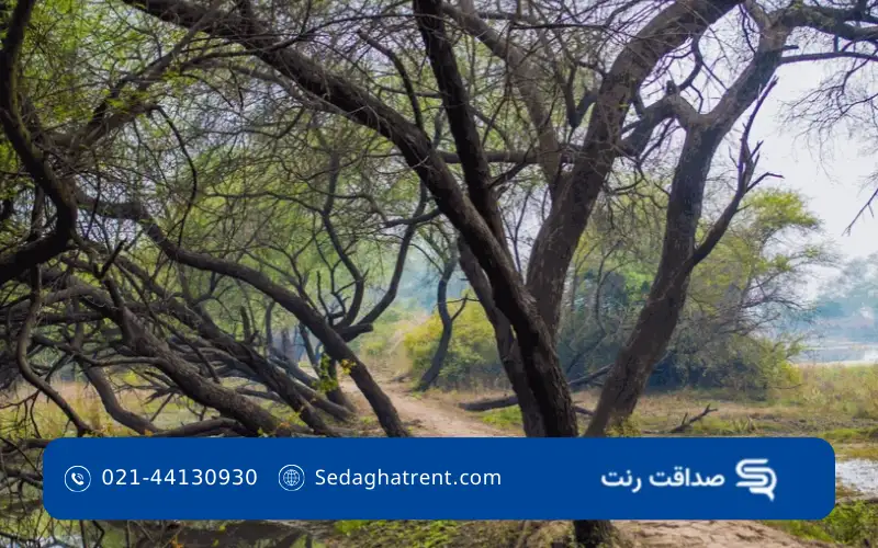 پارک جنگلی توسکا